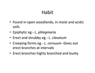 Habit
• Found in open woodlands, in moist and acidic
soils
• Epiphytic eg.- L. phlegmaria
• Erect and shrubby eg.- L. clavatum
• Creeping forms eg.- L. cernuum- Gives out
erect branches at intervals
• Erect branches highly branched and bushy
• Found in open woodlands, in moist and acidic
soils
• Epiphytic eg.- L. phlegmaria
• Erect and shrubby eg.- L. clavatum
• Creeping forms eg.- L. cernuum- Gives out
erect branches at intervals
• Erect branches highly branched and bushy
 