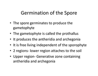 Germination of the Spore
• The spore germinates to produce the
gametophyte
• The gametophyte is called the prothallus
• It produces the antheridia and archegonia
• It is free living independent of the sporophyte
• 2 regions- lower region attaches to the soil
• Upper region- Generative zone containing
antheridia and archegonia
• The spore germinates to produce the
gametophyte
• The gametophyte is called the prothallus
• It produces the antheridia and archegonia
• It is free living independent of the sporophyte
• 2 regions- lower region attaches to the soil
• Upper region- Generative zone containing
antheridia and archegonia
 