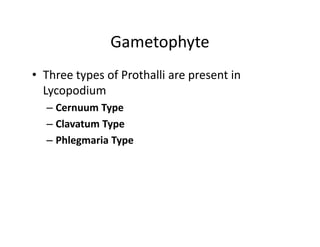 Gametophyte
• Three types of Prothalli are present in
Lycopodium
– Cernuum Type
– Clavatum Type
– Phlegmaria Type
• Three types of Prothalli are present in
Lycopodium
– Cernuum Type
– Clavatum Type
– Phlegmaria Type
 