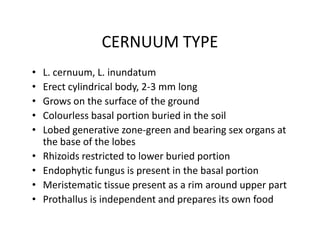 CERNUUM TYPE
• L. cernuum, L. inundatum
• Erect cylindrical body, 2-3 mm long
• Grows on the surface of the ground
• Colourless basal portion buried in the soil
• Lobed generative zone-green and bearing sex organs at
the base of the lobes
• Rhizoids restricted to lower buried portion
• Endophytic fungus is present in the basal portion
• Meristematic tissue present as a rim around upper part
• Prothallus is independent and prepares its own food
• L. cernuum, L. inundatum
• Erect cylindrical body, 2-3 mm long
• Grows on the surface of the ground
• Colourless basal portion buried in the soil
• Lobed generative zone-green and bearing sex organs at
the base of the lobes
• Rhizoids restricted to lower buried portion
• Endophytic fungus is present in the basal portion
• Meristematic tissue present as a rim around upper part
• Prothallus is independent and prepares its own food
 