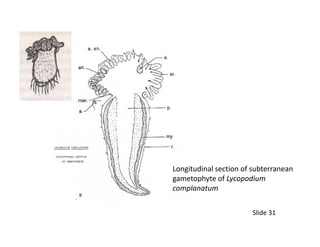 Longitudinal section of subterranean
gametophyte of Lycopodium
complanatum
Slide 31
 