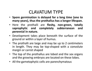 CLAVATUM TYPE
• Spore germination is delayed for a long time (one to
many years), thus the prothallus has a longer lifespan.
• Here the prothalli are fleshy, non-green, totally
saprophytic and completely subterranean and
perennial in nature.
• Development takes place beneath the surface of the
ground or within a layer of humus.
• The prothalli are large and may be up to 2 centimeters
in length. They may be top-shaped with a convolute
margin or carrot shaped
• The top of the prothallus are lobed and the sex organs
and the growing embryos are located on these lobes.
• All the gametophytic cells are parenchymatous
• Spore germination is delayed for a long time (one to
many years), thus the prothallus has a longer lifespan.
• Here the prothalli are fleshy, non-green, totally
saprophytic and completely subterranean and
perennial in nature.
• Development takes place beneath the surface of the
ground or within a layer of humus.
• The prothalli are large and may be up to 2 centimeters
in length. They may be top-shaped with a convolute
margin or carrot shaped
• The top of the prothallus are lobed and the sex organs
and the growing embryos are located on these lobes.
• All the gametophytic cells are parenchymatous
 
