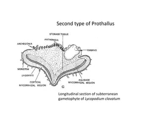 Second type of Prothallus
Longitudinal section of subterranean
gametophyte of Lycopodium clavatum
 
