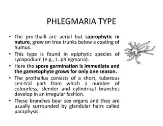PHLEGMARIA TYPE
• The pro­thalli are aerial but saprophytic in
nature, grow on tree trunks below a coating of
humus.
• This type is found in epiphytic species of
Lycopodium (e.g., L. phlegmaria).
• Here the spore germination is immediate and
the gametophyte grows for only one season.
• The prothallus consists of a short, tuberous
cen­tral part from which a number of
colourless, slender and cylindrical branches
develop in an irregular fashion.
• These branches bear sex organs and they are
usually surrounded by glandular hairs called
paraphysis.
• The pro­thalli are aerial but saprophytic in
nature, grow on tree trunks below a coating of
humus.
• This type is found in epiphytic species of
Lycopodium (e.g., L. phlegmaria).
• Here the spore germination is immediate and
the gametophyte grows for only one season.
• The prothallus consists of a short, tuberous
cen­tral part from which a number of
colourless, slender and cylindrical branches
develop in an irregular fashion.
• These branches bear sex organs and they are
usually surrounded by glandular hairs called
paraphysis.
 