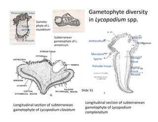 Antheridium
Embryo
Archegonium
Storage
tissue
Meristem
Sperm
-Rhizoids
Photosynthetic lobes
Fungal
portion
Gameto-
phyte of L.
inundatum
Subterranean
gametophyte of L.
annotinum
Gametophyte diversity
in Lycopodium spp.
Longitudinal section of subterranean
gametophyte of Lycopodium
complanatum
Longitudinal section of subterranean
gametophyte of Lycopodium clavatum
Storage
tissue
Hyphal
tissue
Rhizoid
Palisade tissue---
Slide 31
 