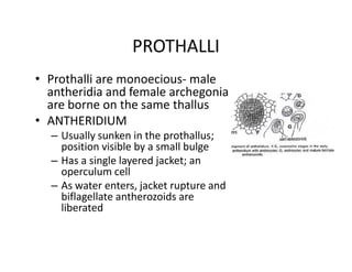 PROTHALLI
• Prothalli are monoecious- male
antheridia and female archegonia
are borne on the same thallus
• ANTHERIDIUM
– Usually sunken in the prothallus;
position visible by a small bulge
– Has a single layered jacket; an
operculum cell
– As water enters, jacket rupture and
biflagellate antherozoids are
liberated
• Prothalli are monoecious- male
antheridia and female archegonia
are borne on the same thallus
• ANTHERIDIUM
– Usually sunken in the prothallus;
position visible by a small bulge
– Has a single layered jacket; an
operculum cell
– As water enters, jacket rupture and
biflagellate antherozoids are
liberated
 