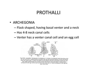 PROTHALLI
• ARCHEGONIA
– Flask shaped, having basal venter and a neck
– Has 4-8 neck canal cells
– Venter has a venter canal cell and an egg cell
• ARCHEGONIA
– Flask shaped, having basal venter and a neck
– Has 4-8 neck canal cells
– Venter has a venter canal cell and an egg cell
 