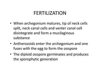FERTILIZATION
• When archegonium matures, tip of neck cells
split, neck canal cells and venter canal cell
disintegrate and form a mucilaginous
substance
• Antherozoids enter the archegonium and one
fuses with the egg to form the oospore
• The diploid oospore germinates and produces
the sporophytic generation
• When archegonium matures, tip of neck cells
split, neck canal cells and venter canal cell
disintegrate and form a mucilaginous
substance
• Antherozoids enter the archegonium and one
fuses with the egg to form the oospore
• The diploid oospore germinates and produces
the sporophytic generation
 