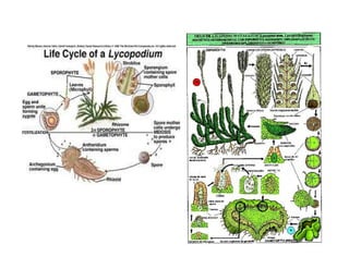 II-UG-Core-IV-Sem-Lycopodium-AVJ.pdf,......