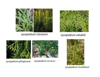 Lycopodium clavatum Lycopodium volubile
Lycopodium phlegmaria Lycopodium serratum
Lycopodium inundatum
 