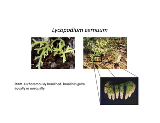 Morpholopgy of Lycopodium cernuum
Young Lycopodium cernuum Mature Lycopodium cernuum
Lycopodium cernuum
Lycopodium cernuum Strobili
Stem- Dichotomously branched- branches grow
equally or unequally
 