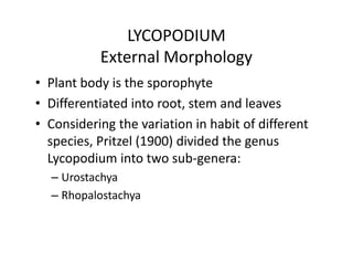 LYCOPODIUM
External Morphology
• Plant body is the sporophyte
• Differentiated into root, stem and leaves
• Considering the variation in habit of different
species, Pritzel (1900) divided the genus
Lycopodium into two sub-genera:
– Urostachya
– Rhopalostachya
• Plant body is the sporophyte
• Differentiated into root, stem and leaves
• Considering the variation in habit of different
species, Pritzel (1900) divided the genus
Lycopodium into two sub-genera:
– Urostachya
– Rhopalostachya
 