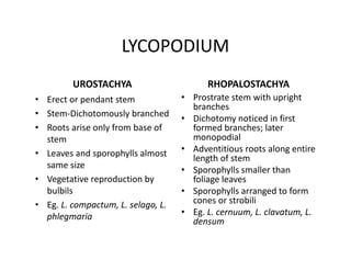 LYCOPODIUM
UROSTACHYA
• Erect or pendant stem
• Stem-Dichotomously branched
• Roots arise only from base of
stem
• Leaves and sporophylls almost
same size
• Vegetative reproduction by
bulbils
• Eg. L. compactum, L. selago, L.
phlegmaria
RHOPALOSTACHYA
• Prostrate stem with upright
branches
• Dichotomy noticed in first
formed branches; later
monopodial
• Adventitious roots along entire
length of stem
• Sporophylls smaller than
foliage leaves
• Sporophylls arranged to form
cones or strobili
• Eg. L. cernuum, L. clavatum, L.
densum
• Erect or pendant stem
• Stem-Dichotomously branched
• Roots arise only from base of
stem
• Leaves and sporophylls almost
same size
• Vegetative reproduction by
bulbils
• Eg. L. compactum, L. selago, L.
phlegmaria
• Prostrate stem with upright
branches
• Dichotomy noticed in first
formed branches; later
monopodial
• Adventitious roots along entire
length of stem
• Sporophylls smaller than
foliage leaves
• Sporophylls arranged to form
cones or strobili
• Eg. L. cernuum, L. clavatum, L.
densum
 