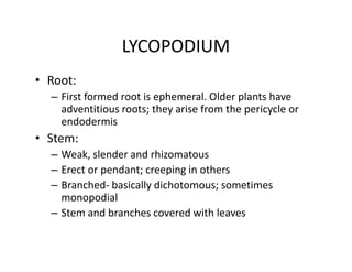 LYCOPODIUM
• Root:
– First formed root is ephemeral. Older plants have
adventitious roots; they arise from the pericycle or
endodermis
• Stem:
– Weak, slender and rhizomatous
– Erect or pendant; creeping in others
– Branched- basically dichotomous; sometimes
monopodial
– Stem and branches covered with leaves
• Root:
– First formed root is ephemeral. Older plants have
adventitious roots; they arise from the pericycle or
endodermis
• Stem:
– Weak, slender and rhizomatous
– Erect or pendant; creeping in others
– Branched- basically dichotomous; sometimes
monopodial
– Stem and branches covered with leaves
 