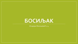 БОСИЉАК
Исидора Милошевић 2-4
 