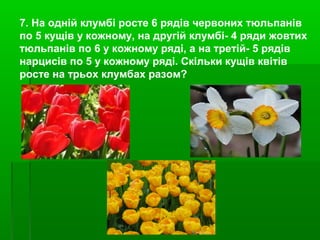 7. На одній клумбі росте 6 рядів червоних тюльпанів
по 5 кущів у кожному, на другій клумбі- 4 ряди жовтих
тюльпанів по 6 у кожному ряді, а на третій- 5 рядів
нарцисів по 5 у кожному ряді. Скільки кущів квітів
росте на трьох клумбах разом?
 