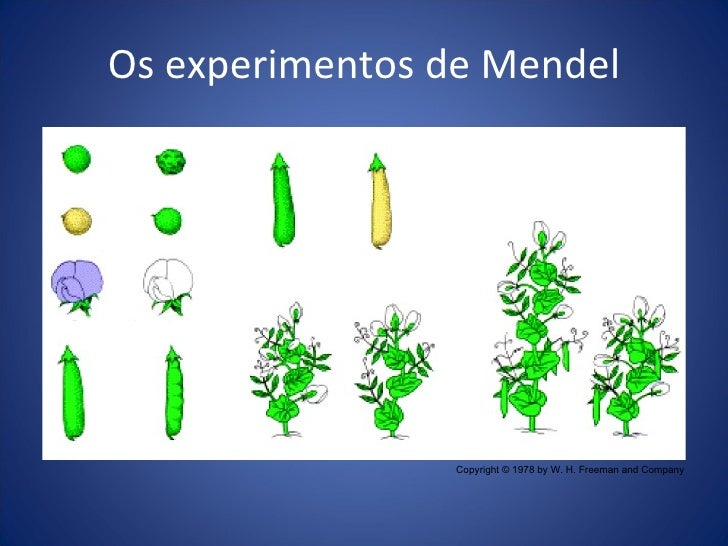 Genetica depois de mendel