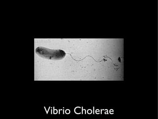 Vibrio Cholerae
 