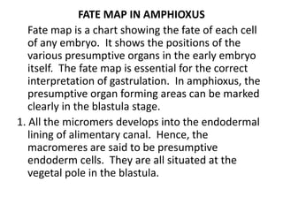 FATE MAP IN AMPHIOXUS
Fate map is a chart showing the fate of each cell
of any embryo. It shows the positions of the
various presumptive organs in the early embryo
itself. The fate map is essential for the correct
interpretation of gastrulation. In amphioxus, the
presumptive organ forming areas can be marked
clearly in the blastula stage.
1. All the micromers develops into the endodermal
lining of alimentary canal. Hence, the
macromeres are said to be presumptive
endoderm cells. They are all situated at the
vegetal pole in the blastula.
 