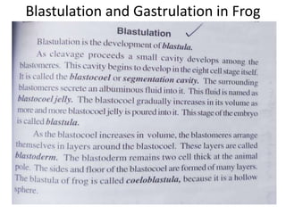 Blastulation and Gastrulation in Frog
 