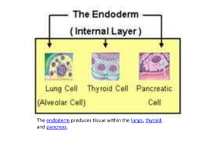 The endoderm produces tissue within the lungs, thyroid,
and pancreas.
 