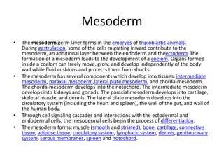 Mesoderm
• The mesoderm germ layer forms in the embryos of triploblastic animals.
During gastrulation, some of the cells migrating inward contribute to the
mesoderm, an additional layer between the endoderm and theectoderm. The
formation of a mesoderm leads to the development of a coelom. Organs formed
inside a coelom can freely move, grow, and develop independently of the body
wall while fluid cushions and protects them from shocks.
• The mesoderm has several components which develop into tissues: intermediate
mesoderm, paraxial mesoderm,lateral plate mesoderm, and chorda-mesoderm.
The chorda-mesoderm develops into the notochord. The intermediate mesoderm
develops into kidneys and gonads. The paraxial mesoderm develops into cartilage,
skeletal muscle, and dermis. The lateral plate mesoderm develops into the
circulatory system (including the heart and spleen), the wall of the gut, and wall of
the human body.
• Through cell signaling cascades and interactions with the ectodermal and
endodermal cells, the mesodermal cells begin the process of differentiation.
• The mesoderm forms: muscle (smooth and striated), bone, cartilage, connective
tissue, adipose tissue, circulatory system, lymphatic system, dermis, genitourinary
system, serous membranes, spleen and notochord.
 