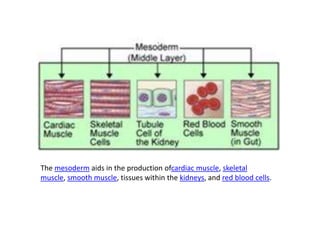 The mesoderm aids in the production ofcardiac muscle, skeletal
muscle, smooth muscle, tissues within the kidneys, and red blood cells.
 