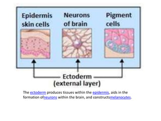 The ectoderm produces tissues within the epidermis, aids in the
formation ofneurons within the brain, and constructsmelanocytes.
 
