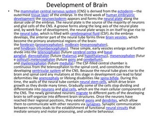 Development of Brain
• The mammalian central nervous system (CNS) is derived from the ectoderm—the
outermost tissue layer of the embryo. In the third week of human embryonic
development the neuroectoderm appears and forms the neural plate along the
dorsal side of the embryo. The neural plate is the source of the majority of neurons
and glial cells of the CNS. A groove forms along the long axis of the neural plate
and, by week four of development, the neural plate wraps in on itself to give rise to
the neural tube, which is filled with cerebrospinal fluid (CSF). As the embryo
develops, the anterior part of the neural tube forms three brain vesicles, which
become the primary anatomical regions of the brain:
the forebrain (prosencephalon), midbrain (mesencephalon),
and hindbrain (rhombencephalon). These simple, early vesicles enlarge and further
divide into the telencephalon (future cerebral cortex and basal
ganglia), diencephalon (future thalamus and hypothalamus), mesencephalon (futur
e colliculi),metencephalon (future pons and cerebellum),
and myelencephalon (future medulla).[ The CSF-filled central chamber is
continuous from the telencephalon to the spinal cord, and constitutes the
developing ventricular system of the CNS. Because the neural tube gives rise to the
brain and spinal cord any mutations at this stage in development can lead to fatal
deformities like anencephaly or lifelong disabilities like spina bifida. During this
time, the walls of the neural tube contain neural stem cells, which drive brain
growth as they divide many times. Gradually some of the cells stop dividing and
differentiate into neurons and glial cells, which are the main cellular components of
the CNS. The newly generated neurons migrate to different parts of the developing
brain to self-organize into different brain structures. Once the neurons have
reached their regional positions, they extend axons and dendrites, which allow
them to communicate with other neurons via synapses. Synaptic communication
between neurons leads to the establishment of functional neural circuits that
mediate sensory and motor processing, and underlie behaviour.
 