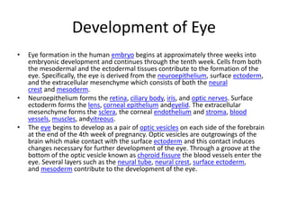 Development of Eye
• Eye formation in the human embryo begins at approximately three weeks into
embryonic development and continues through the tenth week. Cells from both
the mesodermal and the ectodermal tissues contribute to the formation of the
eye. Specifically, the eye is derived from the neuroepithelium, surface ectoderm,
and the extracellular mesenchyme which consists of both the neural
crest and mesoderm.
• Neuroepithelium forms the retina, ciliary body, iris, and optic nerves. Surface
ectoderm forms the lens, corneal epithelium andeyelid. The extracellular
mesenchyme forms the sclera, the corneal endothelium and stroma, blood
vessels, muscles, andvitreous.
• The eye begins to develop as a pair of optic vesicles on each side of the forebrain
at the end of the 4th week of pregnancy. Optic vesicles are outgrowings of the
brain which make contact with the surface ectoderm and this contact induces
changes necessary for further development of the eye. Through a groove at the
bottom of the optic vesicle known as choroid fissure the blood vessels enter the
eye. Several layers such as the neural tube, neural crest, surface ectoderm,
and mesoderm contribute to the development of the eye.
 