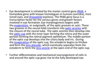 • Eye development is initiated by the master control gene PAX6, a
homeobox gene with known homologues in humans (aniridia), mice
(small eye), and Drosophila (eyeless). The PAX6 gene locus is a
transcription factor for the various genes and growth factors
involved in eye formation.Eye morphogenesis begins with
the evagination, or outgrowth, of the optic grooves or sulci. These
two grooves in the neural folds transform into optic vesicles with
the closure of the neural tube. The optic vesicles then develop into
the optic cup with the inner layer forming the retina and the outer
portion forming the retinal pigment epithelium. The middle portion
of the optic cup develops into the ciliary body and iris. During
the invagination of the optic cup, the ectoderm begins to thicken
and form the lens placode, which eventually separates from the
ectoderm to form the lens vesicle at the open end of the optic cup.
• Further differentiation and mechanical rearrangement of cells in
and around the optic cup gives rise to the fully developed eye.
 