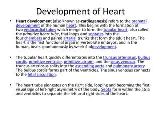 Development of Heart
• Heart development (also known as cardiogenesis) refers to the prenatal
development of the human heart. This begins with the formation of
two endocardial tubes which merge to form the tubular heart, also called
the primitive heart tube, that loops and septates into the
four chambers and paired arterial trunks that form the adult heart. The
heart is the first functional organ in vertebrate embryos, and in the
human, beats spontaneously by week 4 ofdevelopment.
• The tubular heart quickly differentiates into the truncus arteriosus, bulbus
cordis, primitive ventricle, primitive atrium, and the sinus venosus. The
truncus arteriosus splits into the ascending aorta and pulmonary artery.
The bulbus cordis forms part of the ventricles. The sinus venosus connects
to the fetal circulation.
• The heart tube elongates on the right side, looping and becoming the first
visual sign of left-right asymmetry of the body. Septa form within the atria
and ventricles to separate the left and right sides of the heart.
 