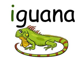iguana
 