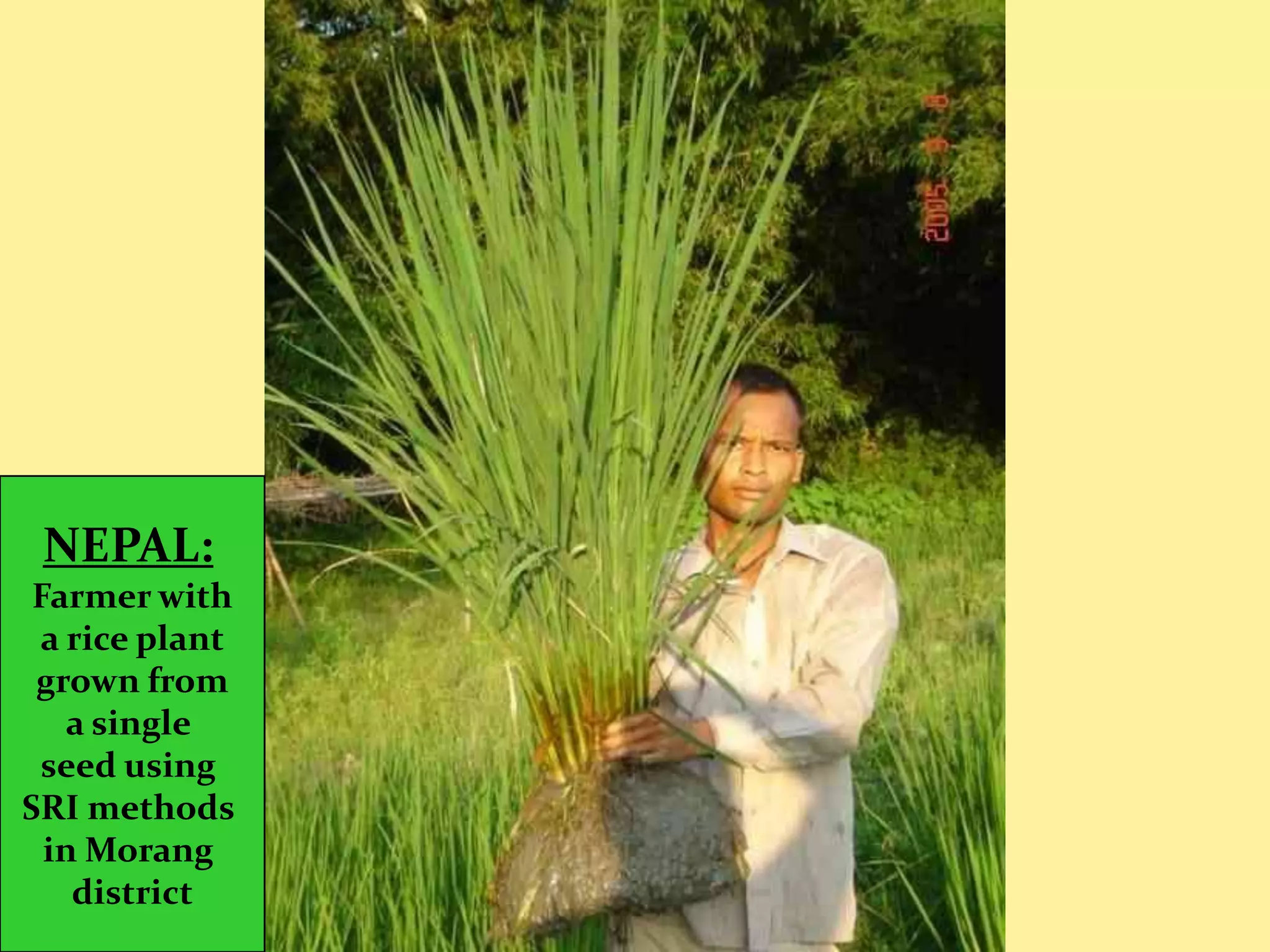 NEPAL:
 Farmer with
 a rice plant
 grown from
   a single
 seed using
SRI methods
  in Morang
    district
 