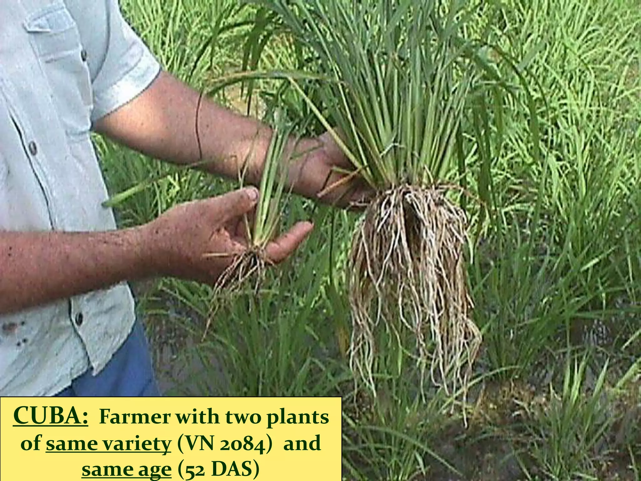 CUBA: Farmer with two plants
of same variety (VN 2084) and
      same age (52 DAS)
 