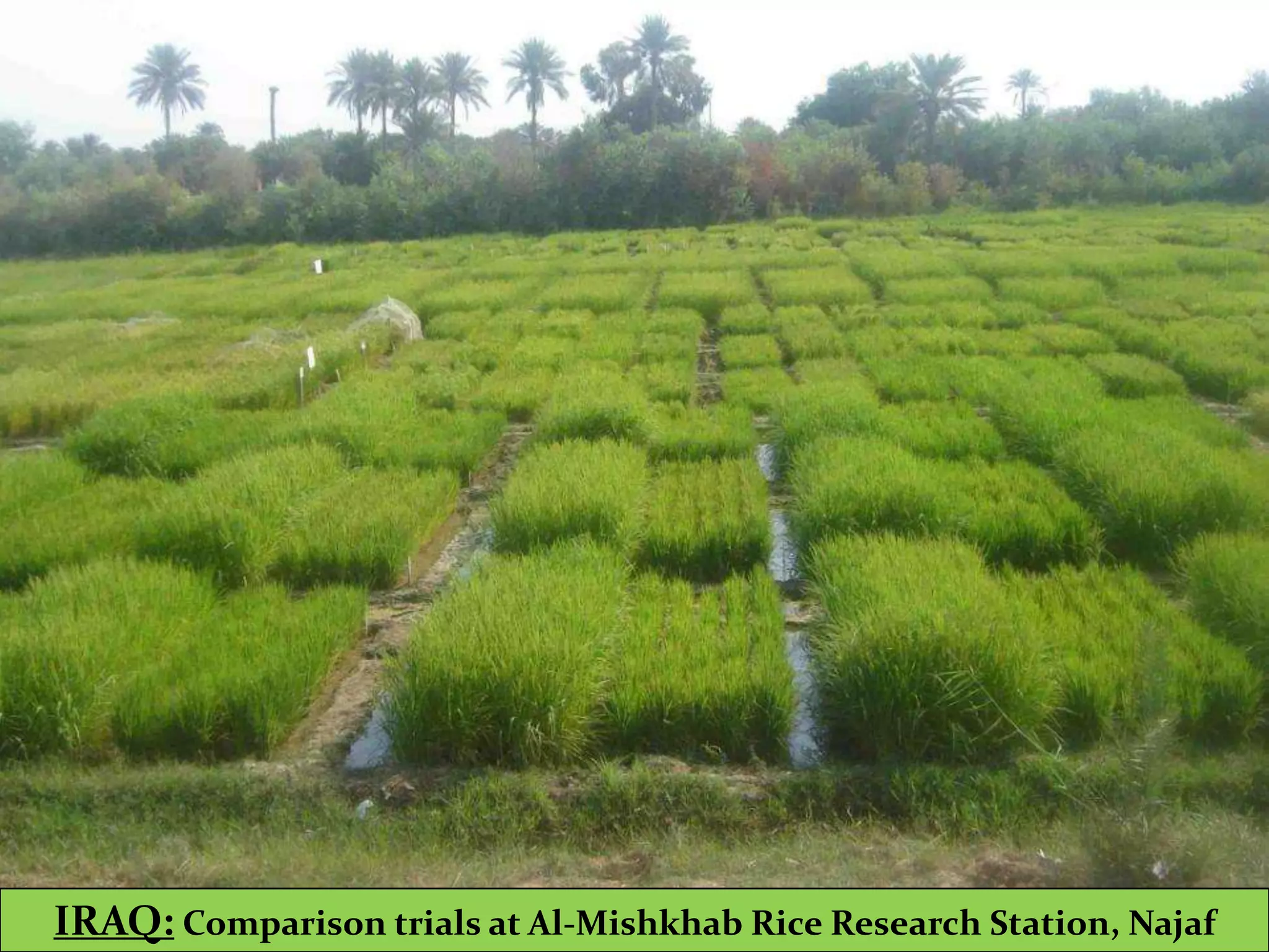 IRAQ: Comparison trials at Al-Mishkhab Rice Research Station, Najaf
 