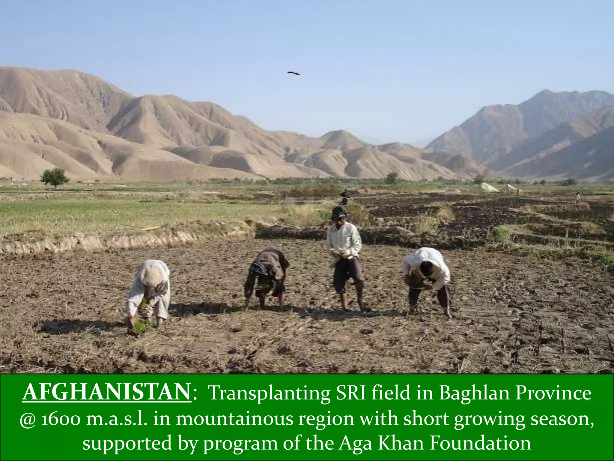 AFGHANISTAN: Transplanting SRI field in Baghlan Province
@ 1600 m.a.s.l. in mountainous region with short growing season,
      supported by program of the Aga Khan Foundation
 
