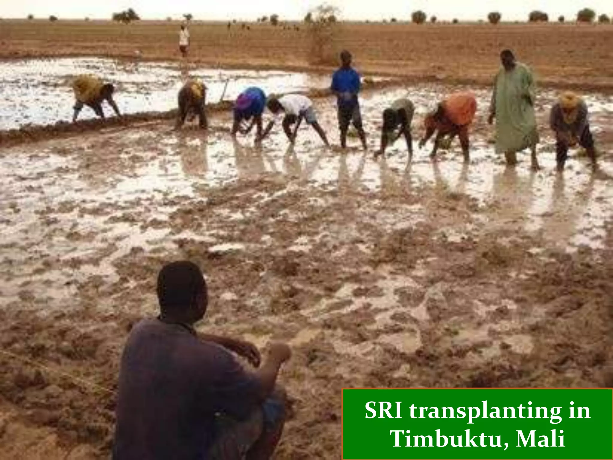 SRI transplanting in
  Timbuktu, Mali
 