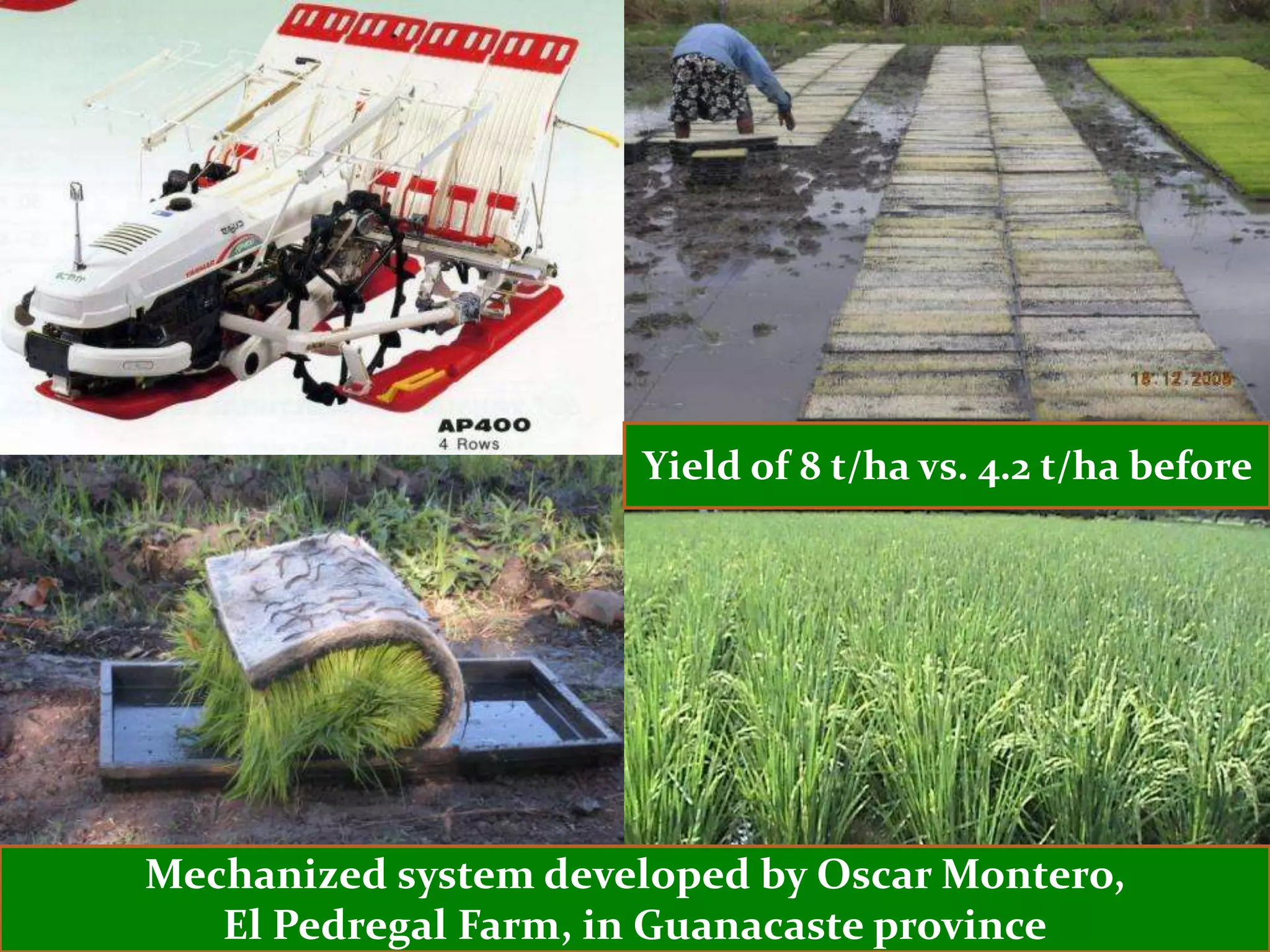 Yield of 8 t/ha vs. 4.2 t/ha before




Mechanized system developed by Oscar Montero,
   El Pedregal Farm, in Guanacaste province
 