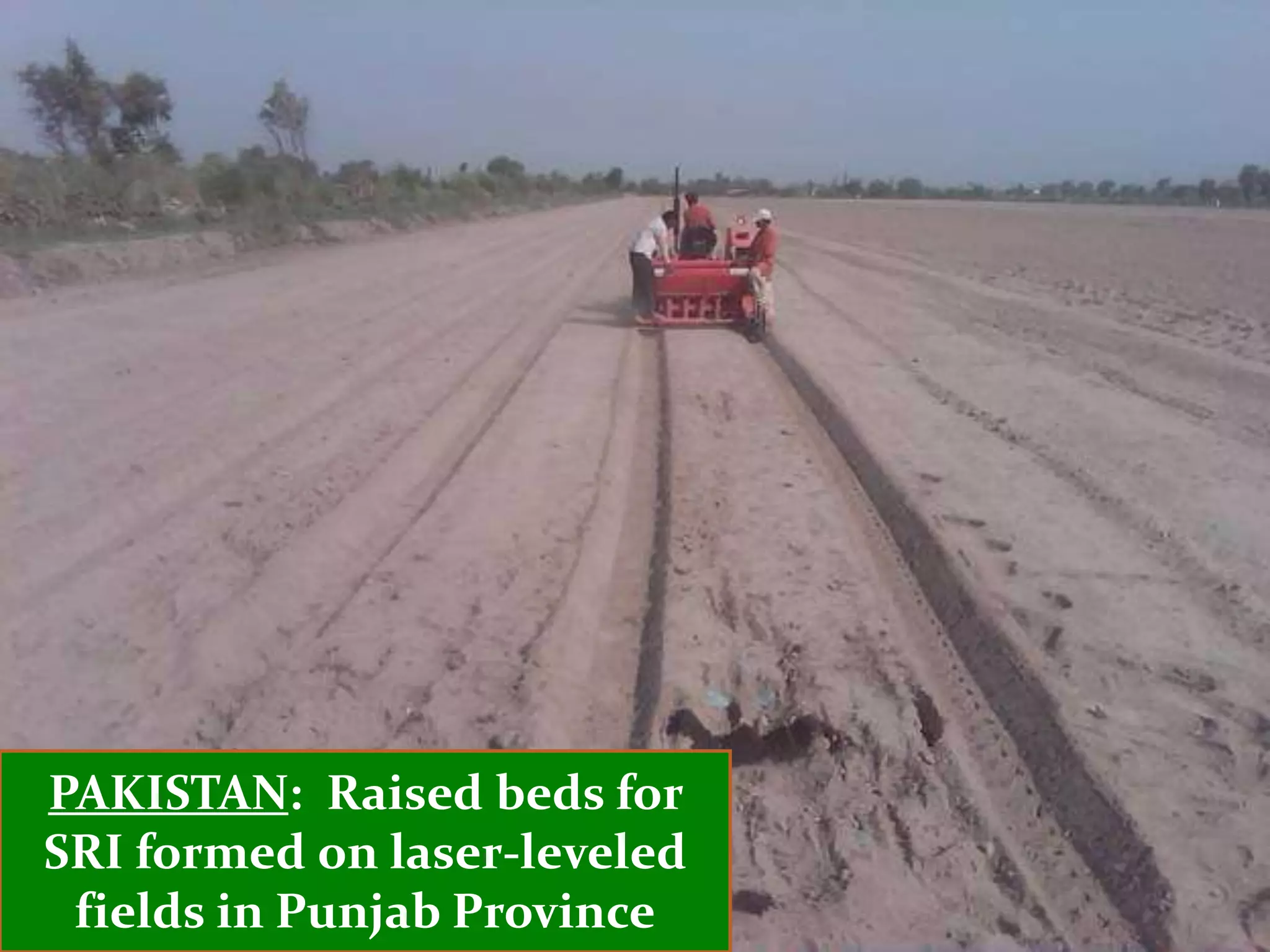 PAKISTAN: Raised beds for
SRI formed on laser-leveled
 fields in Punjab Province
 