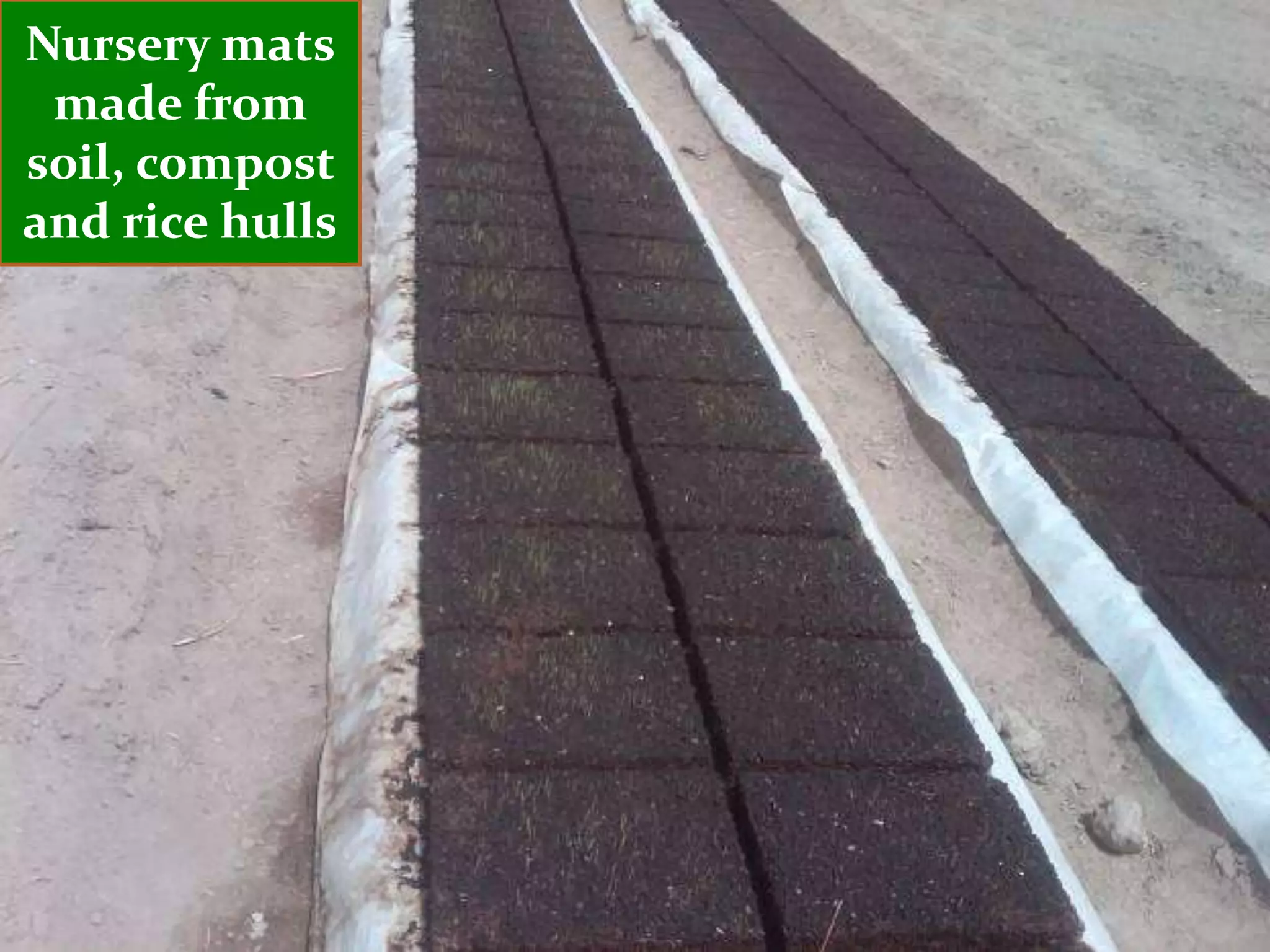 Nursery mats
 made from
soil, compost
and rice hulls
 