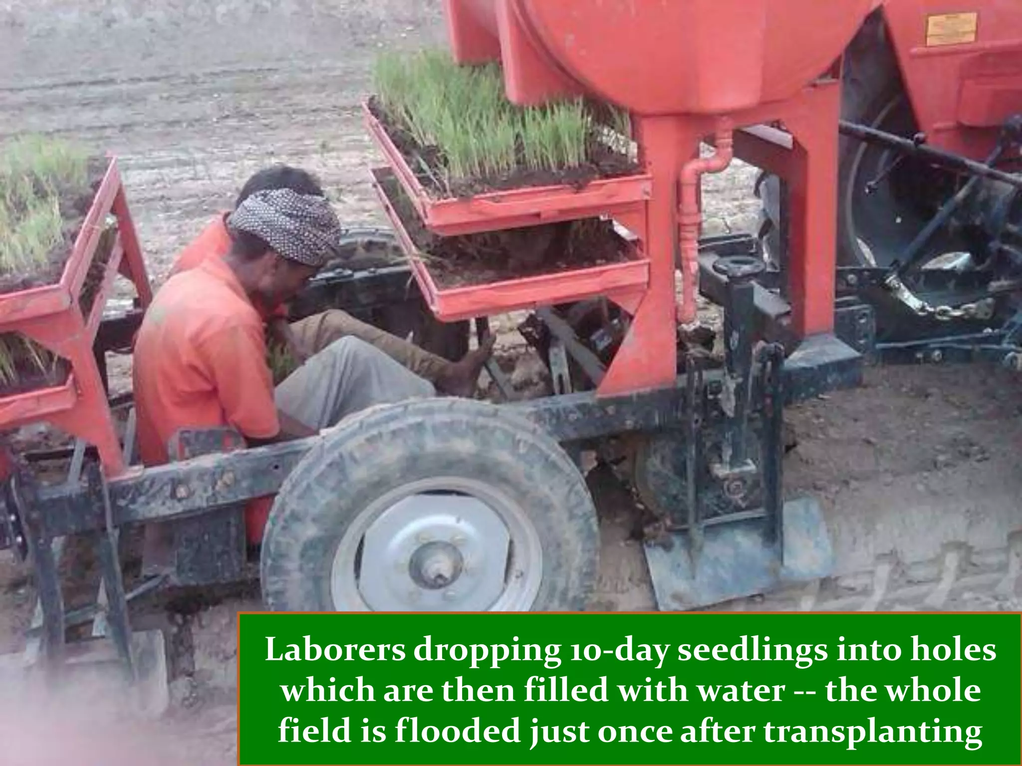 Laborers dropping 10-day seedlings into holes
 which are then filled with water -- the whole
 field is flooded just once after transplanting
 