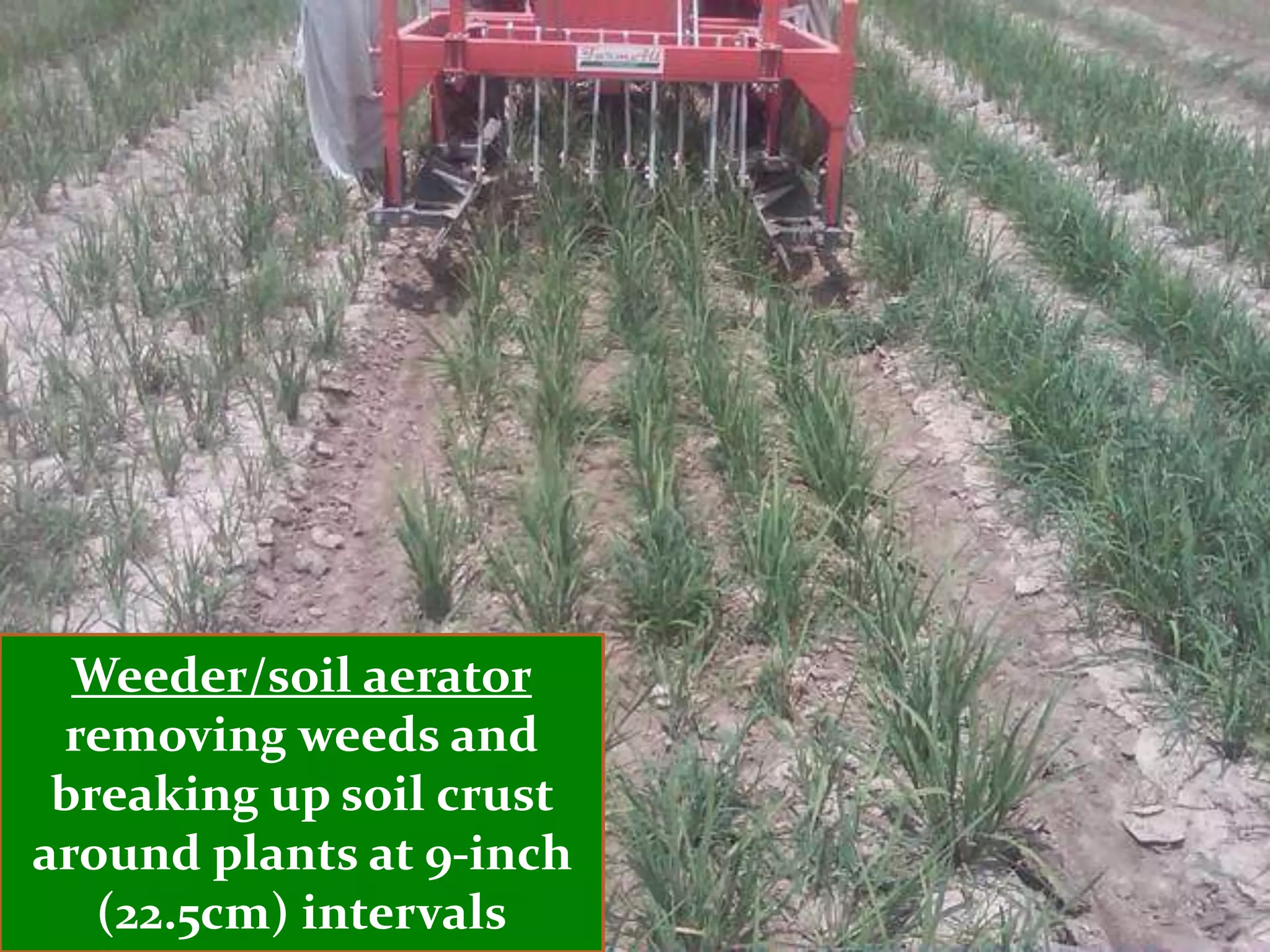 Weeder/soil aerator
 removing weeds and
 breaking up soil crust
around plants at 9-inch
   (22.5cm) intervals
 