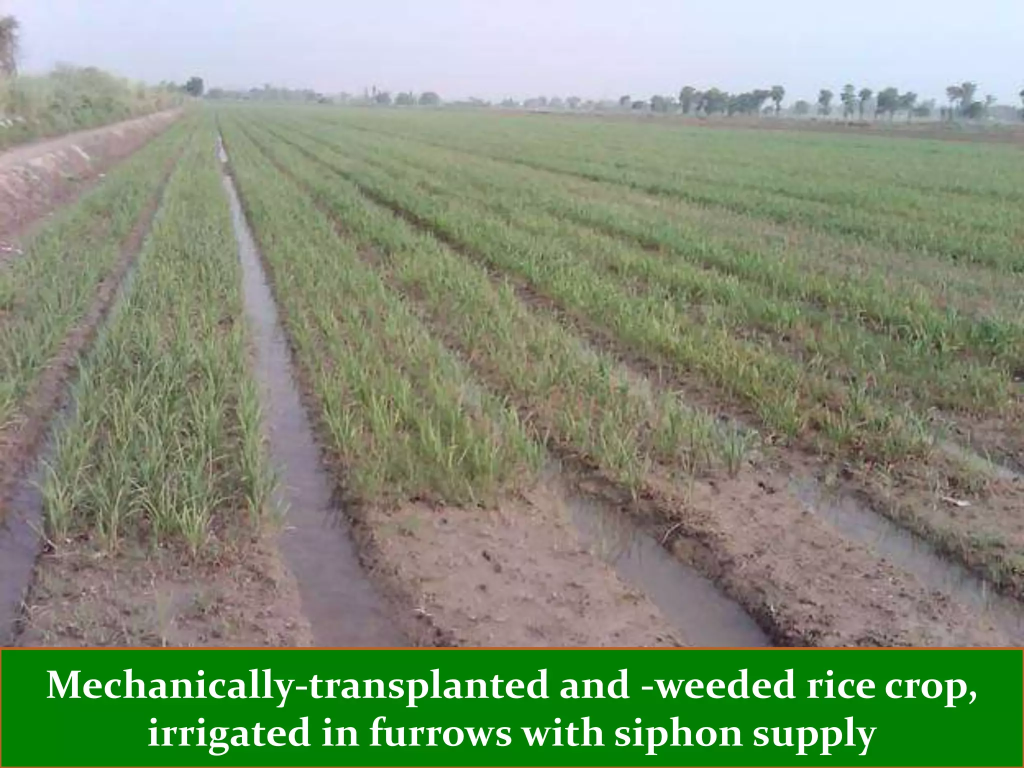 Mechanically-transplanted and -weeded rice crop,
    irrigated in furrows with siphon supply
 