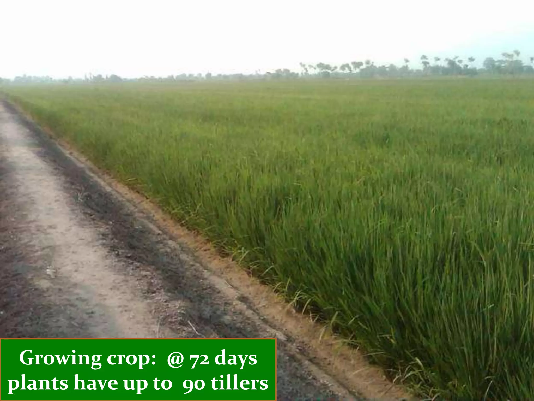 Growing crop: @ 72 days
plants have up to 90 tillers
 