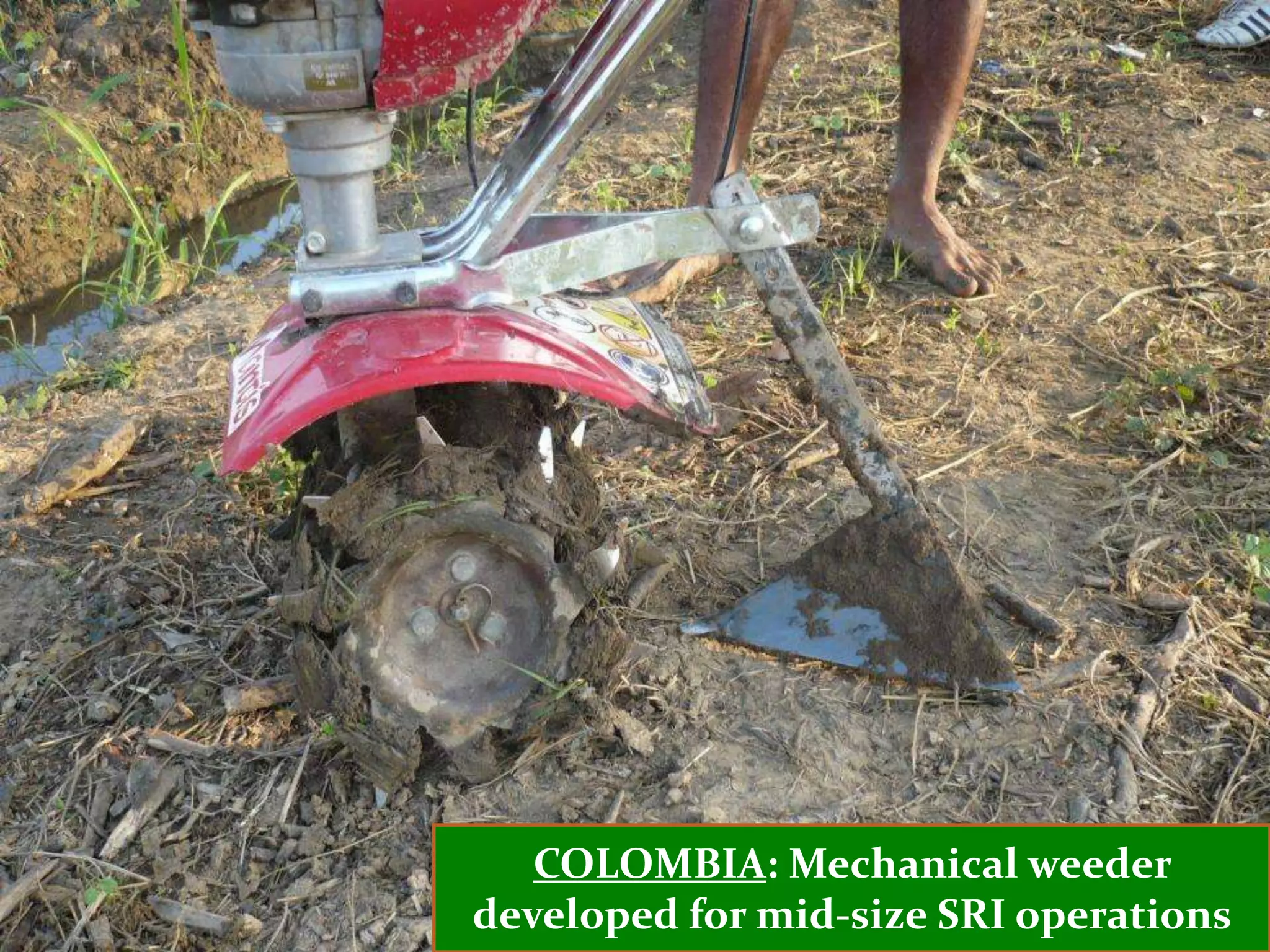 COLOMBIA: Mechanical weeder
developed for mid-size SRI operations
 