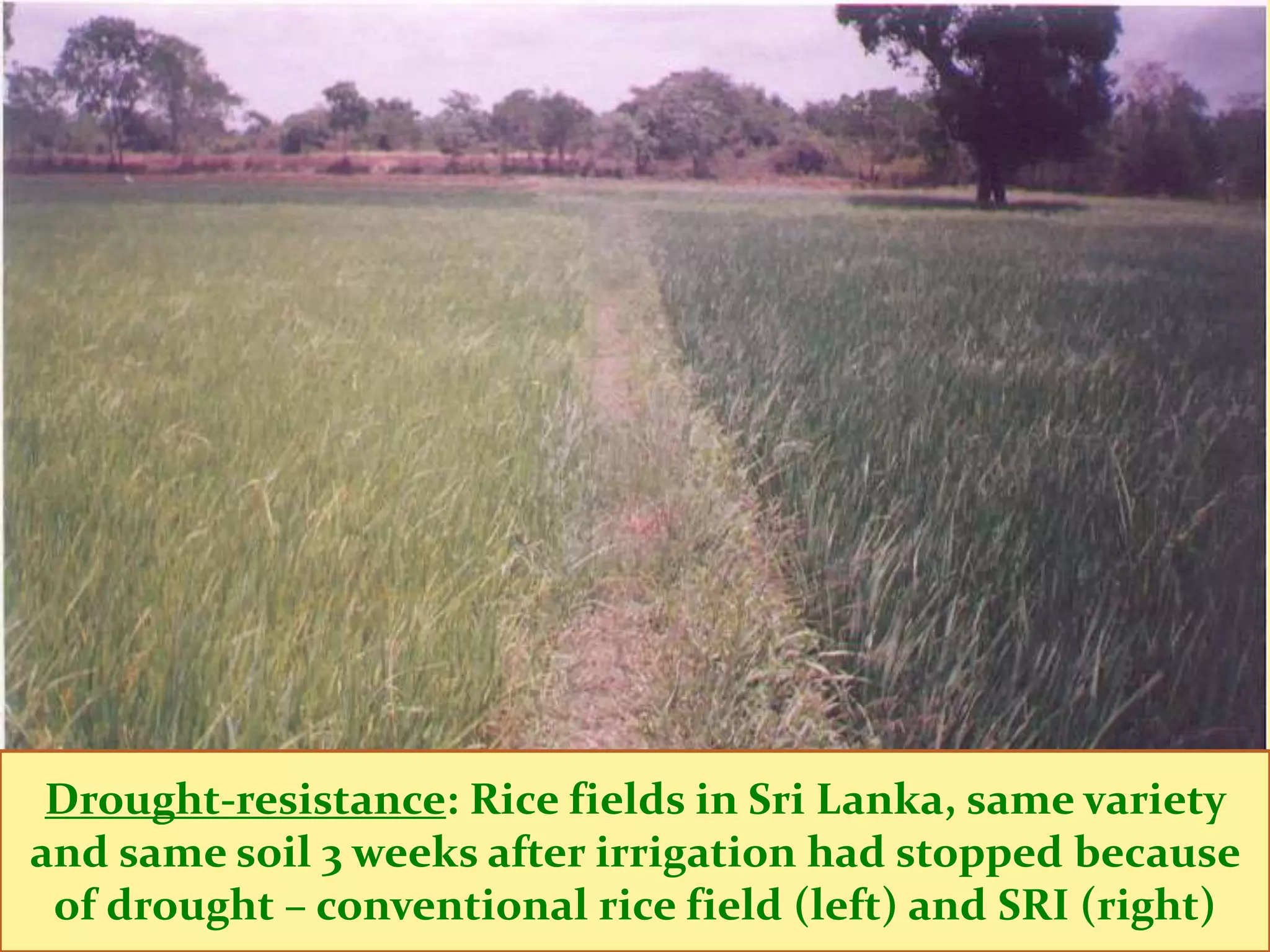 Other Benefits from Changes in Practices
 1. Water saving – major concern in many places, also
     now have ‘rainfed’ version with similar results
 2. Greater resistance to biotic and abiotic stresses –
     less damage from pests and diseases, drought,
     typhoons, flooding, cold spells [discuss tomorrow]
 3. Shorter crop cycle – same varieties are harvested
     by 1-3 weeks sooner, save water, less crop risk
 4. High milling output – by about 15%, due to fewer
     unfilled grains (less chaff) and fewer broken grains
 5. Reductions in labor requirements – widely reported
     incentive for changing practices in India and China;
 Drought-resistance: Rice fields in Sri Lanka,many places
     also, mechanization is being introduced same variety
 6. Reductions in costs of production – greater farmer
and same soil 3 weeks after irrigation had stopped because
 of drought and profitability, also health benefits (right)
     income – conventional rice field (left) and SRI
 