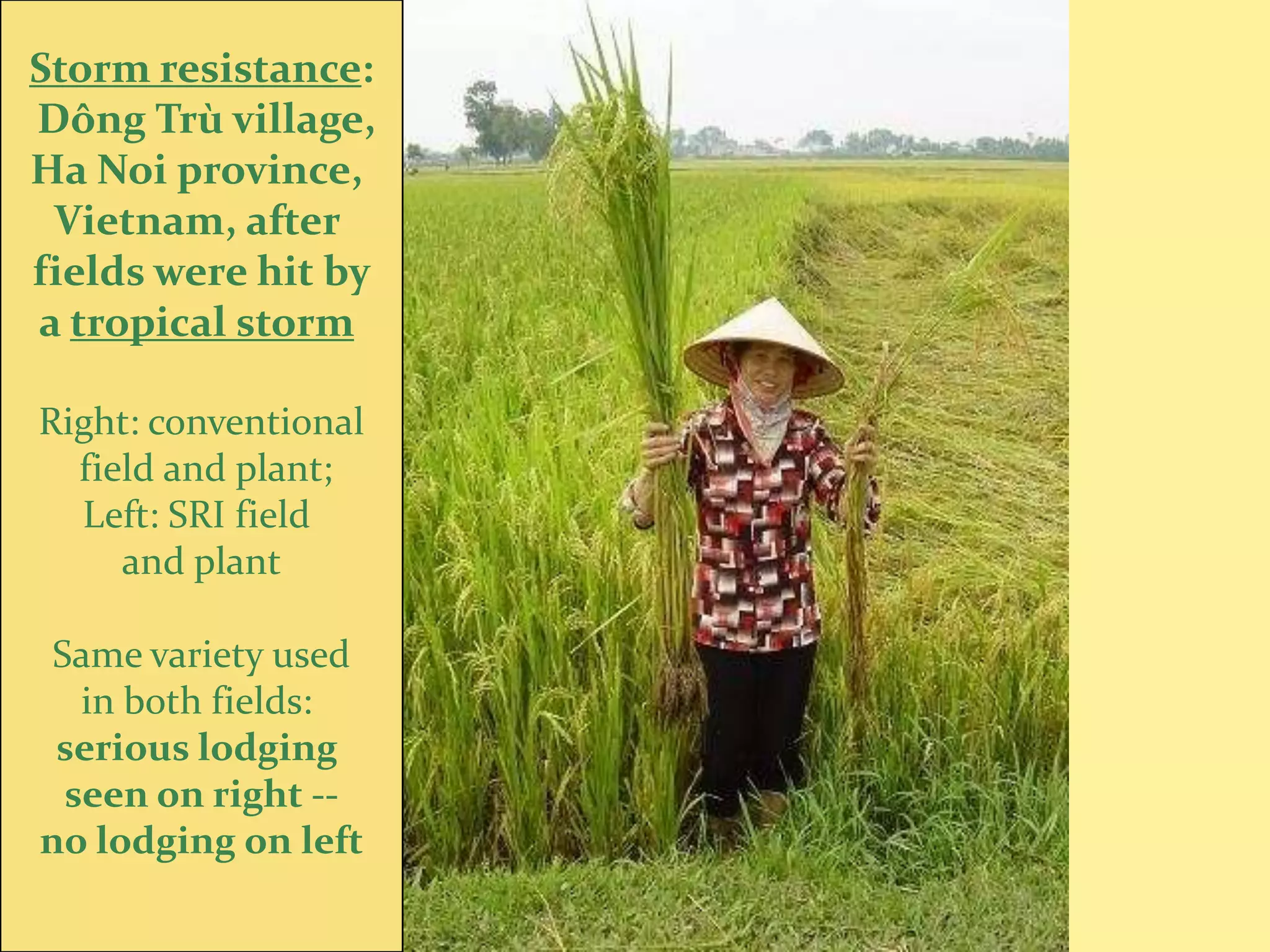 Storm resistance:
Dông Trù village,
Ha Noi province,
 Vietnam, after
fields were hit by
a tropical storm

Right: conventional
  field and plant;
  Left: SRI field
     and plant

 Same variety used
   in both fields:
 serious lodging
  seen on right --
no lodging on left
 