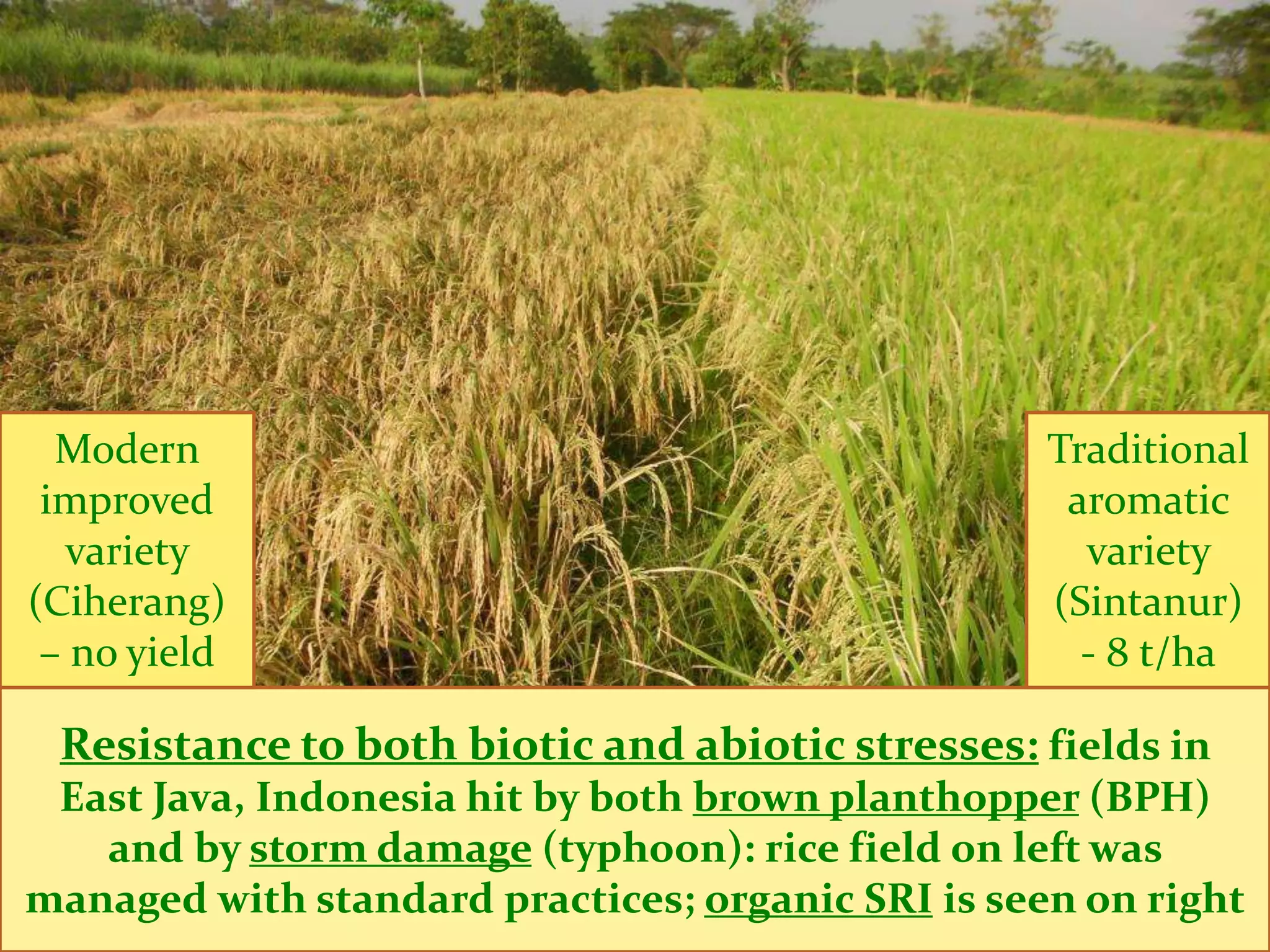 Modern                                           Traditional
 improved                                           aromatic
  variety                                            variety
(Ciherang)                                         (Sintanur)
 – no yield                                          - 8 t/ha

 Resistance to both biotic and abiotic stresses: fields in
 East Java, Indonesia hit by both brown planthopper (BPH)
   and by storm damage (typhoon): rice field on left was
managed with standard practices; organic SRI is seen on right
 