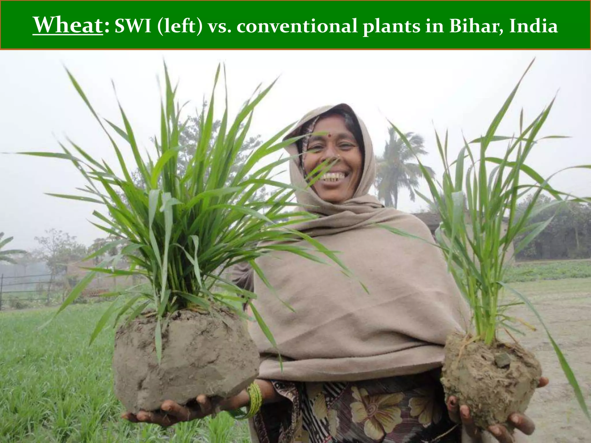 Wheat: SWI (left) vs. conventional plants in Bihar, India
 